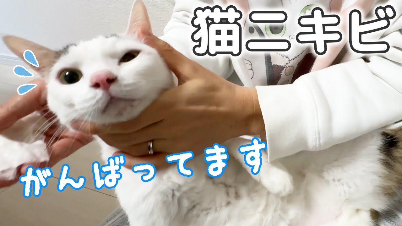 チロさんの猫ニキビの経過報告です！