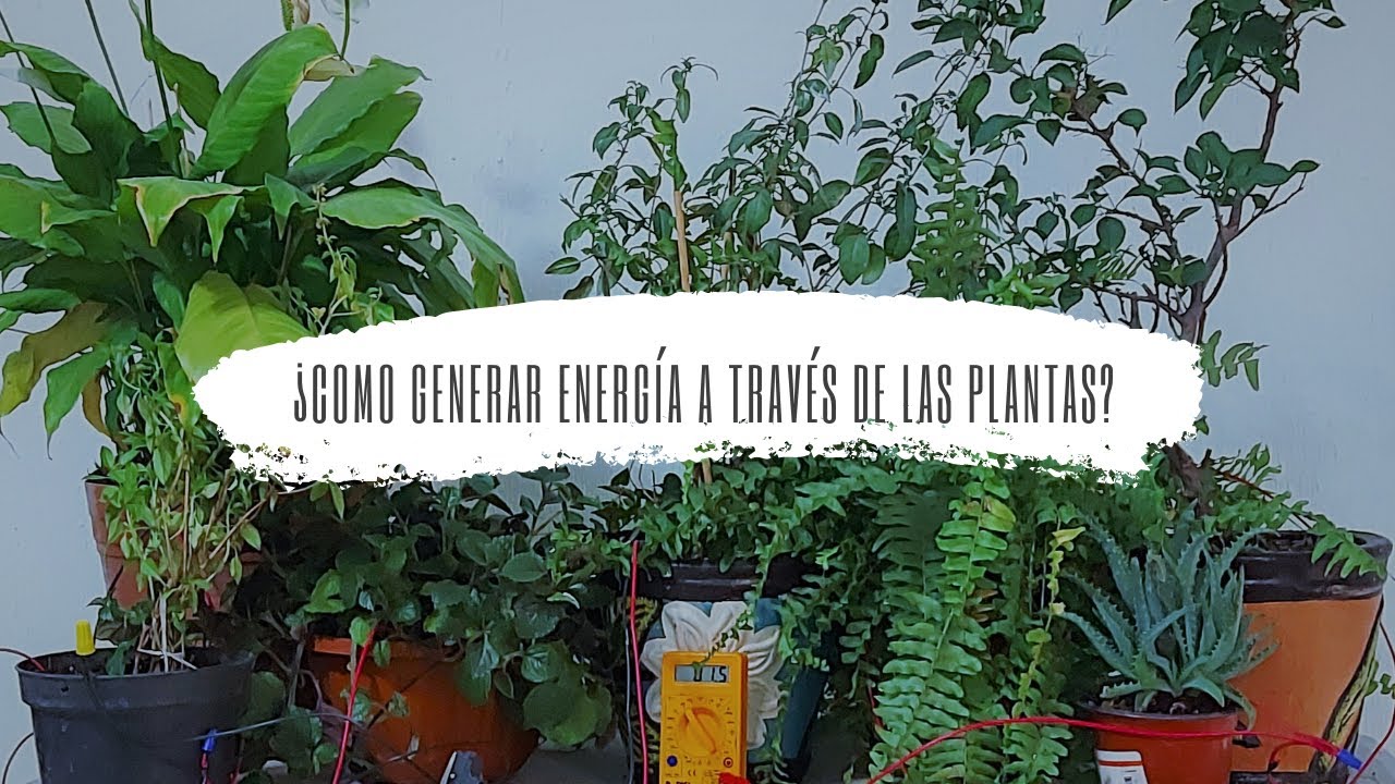 ¿cómo generar energía a través de las plantas ?-Energía bio fotovoltaica 🌱💡🎍💡