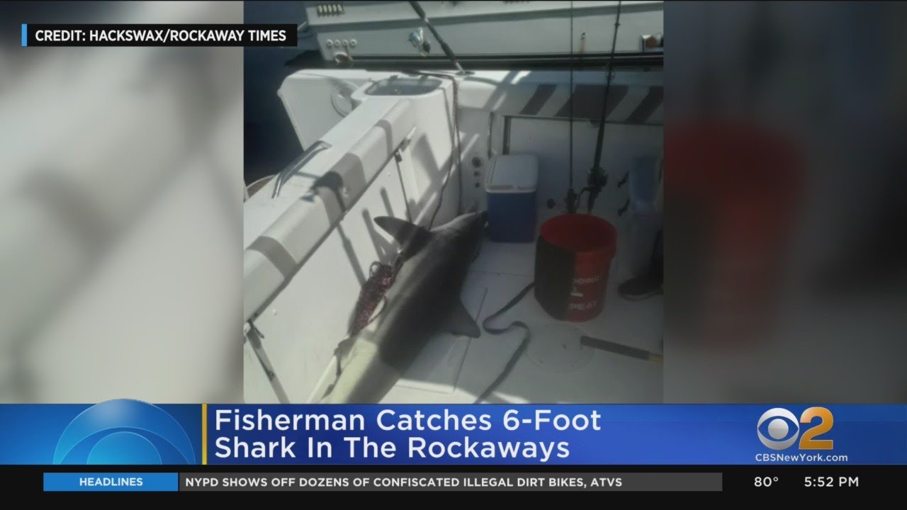 Fisherman catches 6-foot shark in the Rockaways