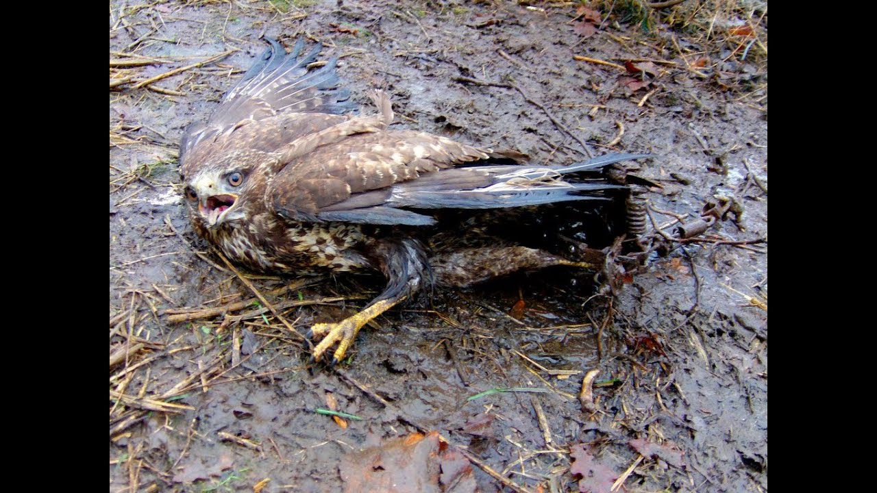 Zeugen gesucht: So werden Greifv&ouml;gel illegal in Deutschland verfolgt