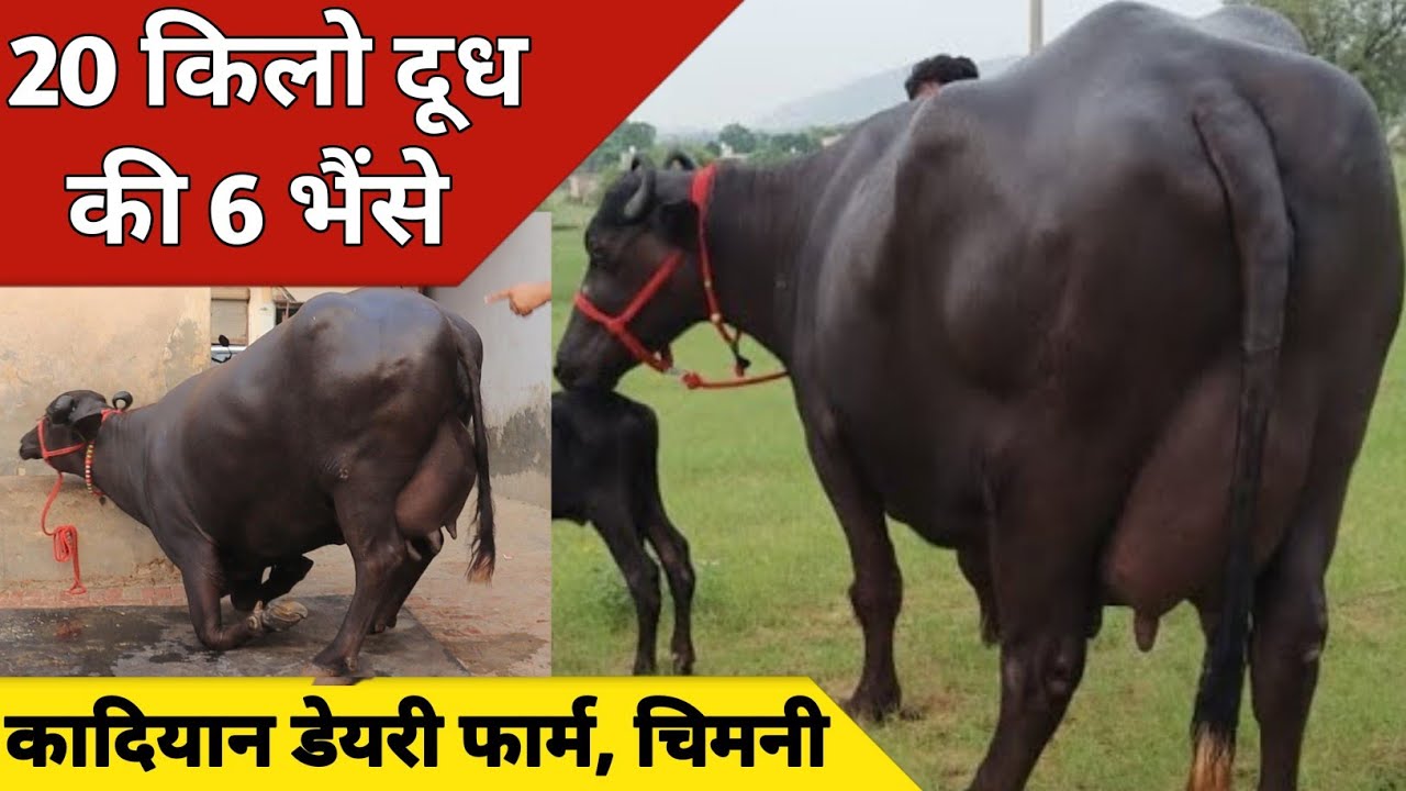 20 किलो दूध की 6 भैंसे, एक ही जगह बिक्री के लिए उपलब्ध | Kadian Dairy Farm (9729638103)