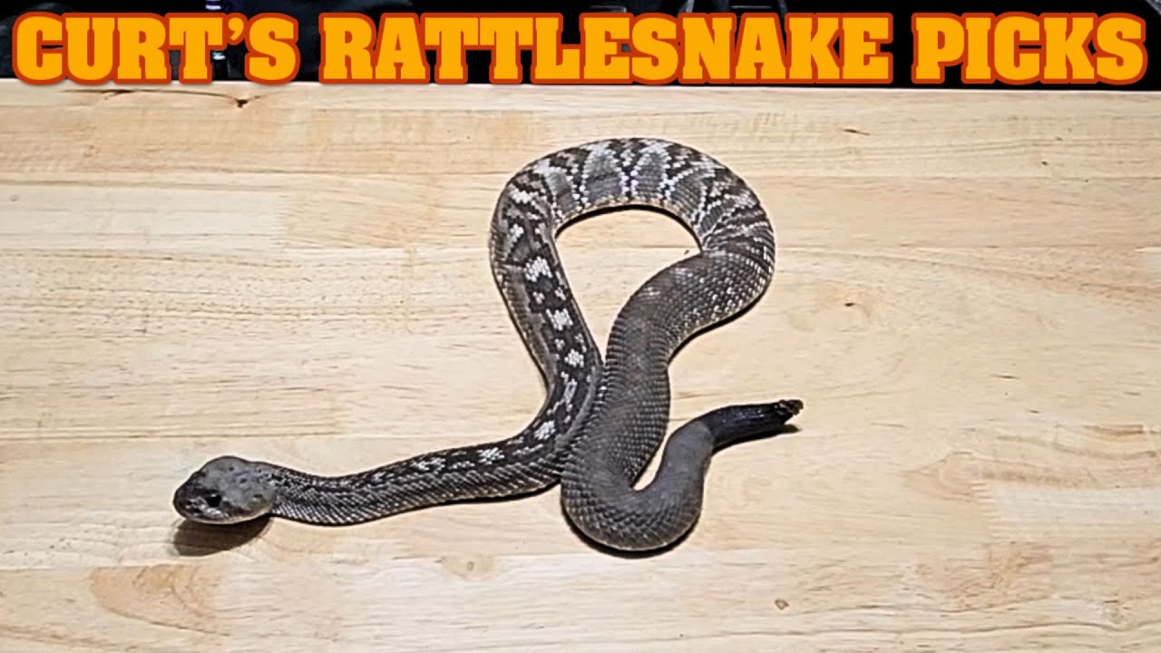 What are Curts favorite venomous we have?
