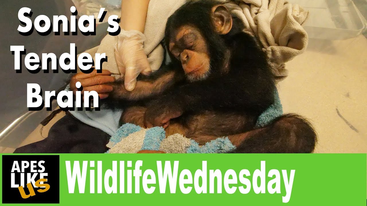 Wildlife Wednesday - Baby Chimps Brain Scare