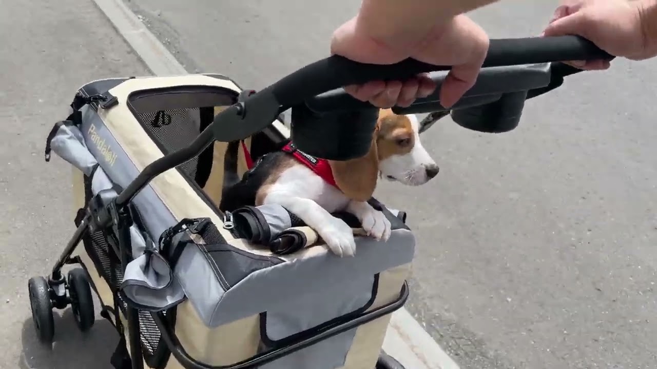 【ビーグル子犬】初めての○○の世界が楽しすぎた！