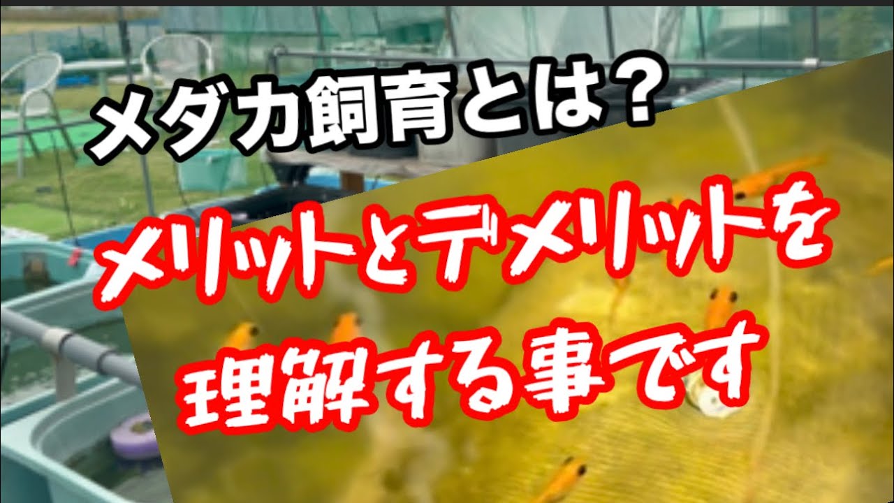 どのやり方にもデメリットはあります。【メダカ】
