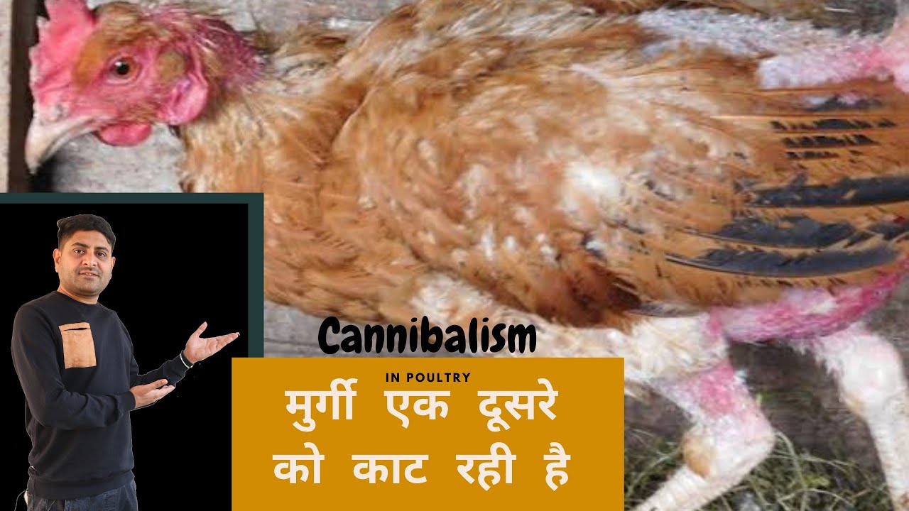 👉🏻 मुर्गियाँ एक दूसरे को क्यूँ काटती हैं ? कारण और समाधान । Cannibalism in poultry / @cannibalism