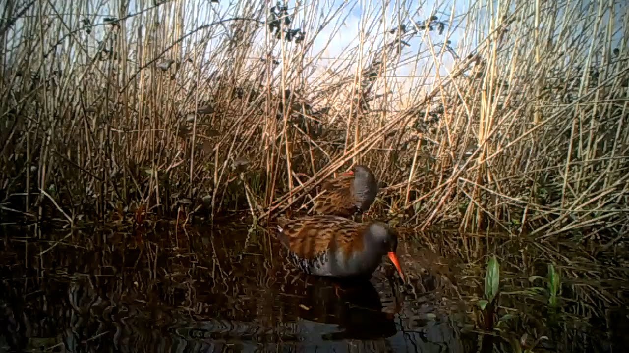 Water Rail Courtship