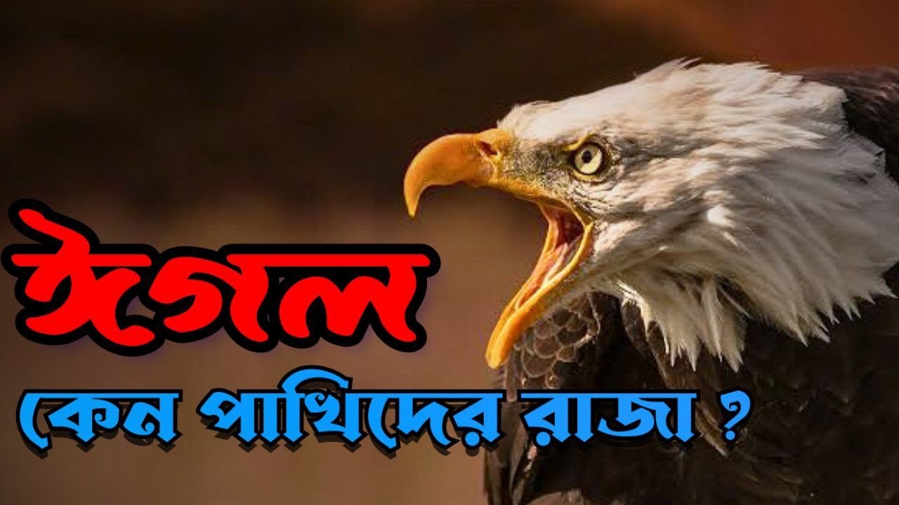 Why is the eagle called the king of birds? Eagle most powerful bird. #bodhbikas #eagle