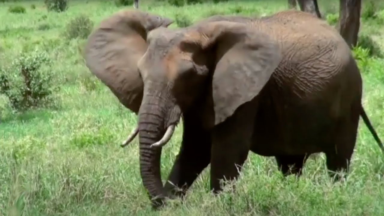 Nancy Pearlman Tarangire National Park Tanzania ECONEWS