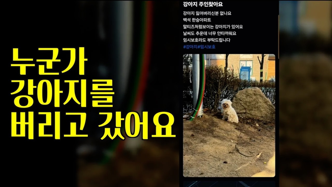 누군가 강아지를 버리고 갔어요...(Feat. 바로 결말 있습니다 ㅜㅜ)