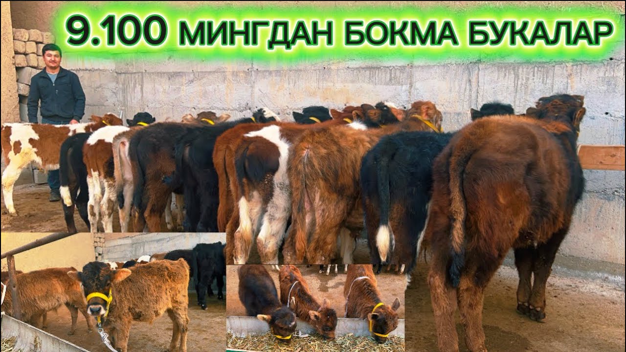 Кочкор нархида букачалар сотувда олишга арзугули варянтда 2026.02.17