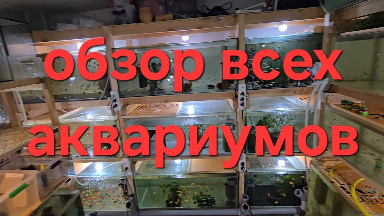РАЗВОДНЯ обзор 