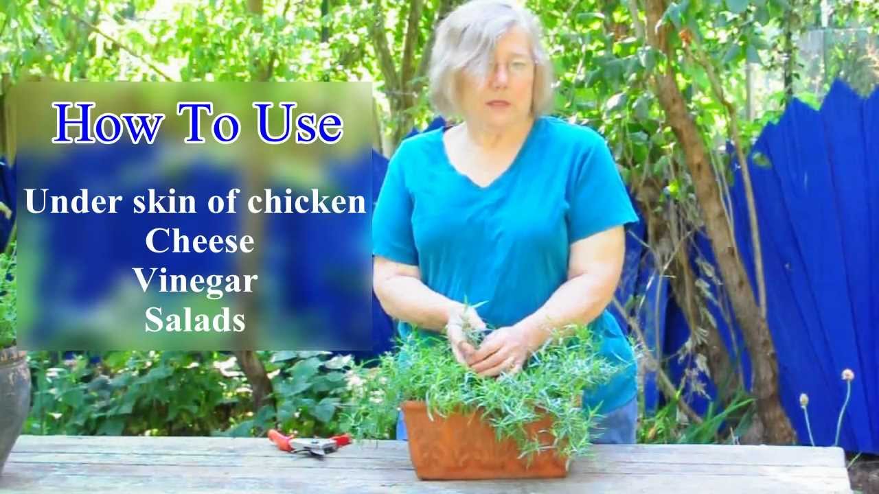 All About French Tarragon