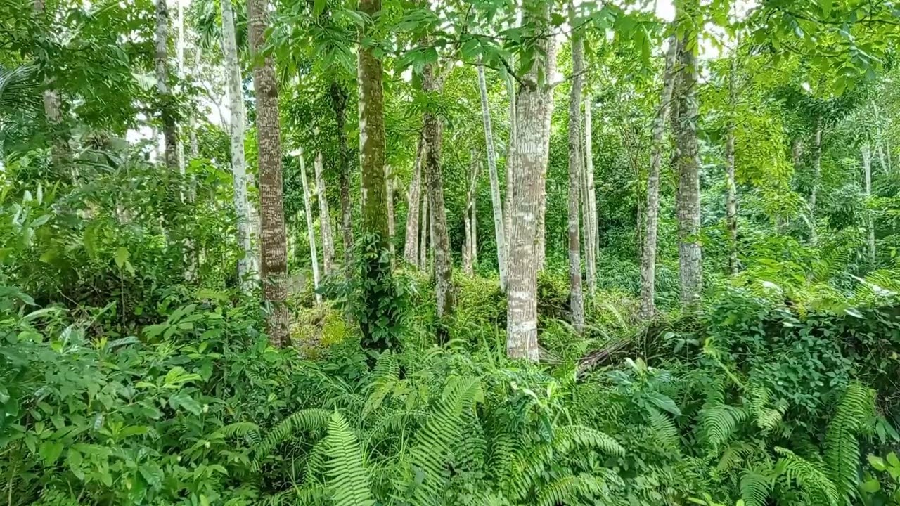 Tropical Forest Bird Sounds | No Music | 30 Minutes of Nature Ambience