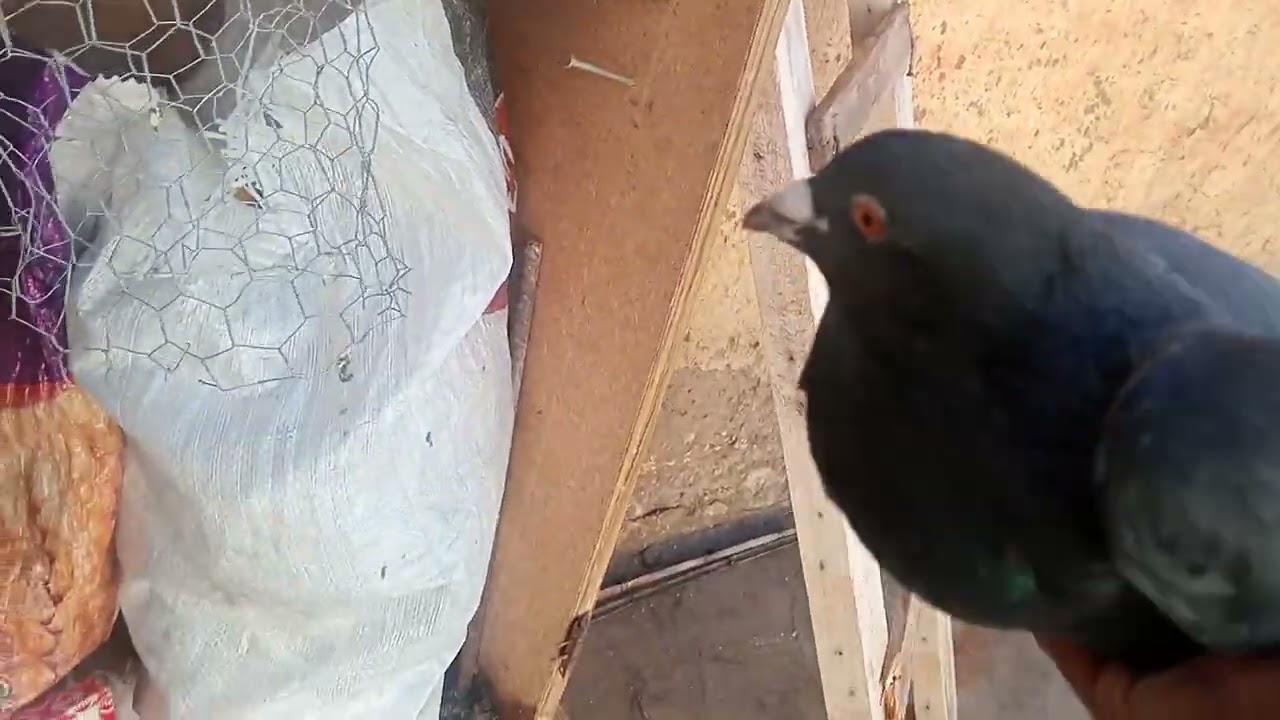 فيديو قوة🤯 وطحت من فوق السجنة 🫨🤕