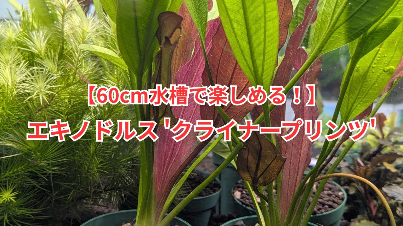 小型で使いやすい「エキノドルス 'クライナープリンツ'」をご紹介！