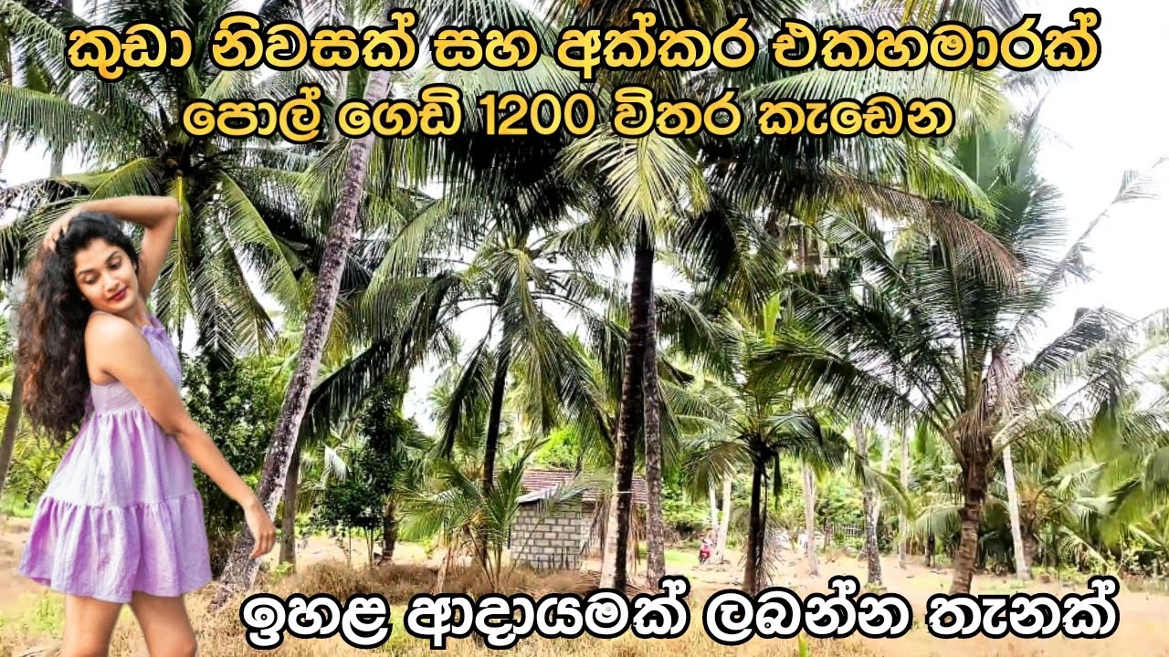 පොල් 1200ක් කැඩෙන ආදායම් සහිත ඉඩමක් හොයන ඔයාට කුඩා නිවසකුත් සහිතවත් වටිනා තැනක් #acland