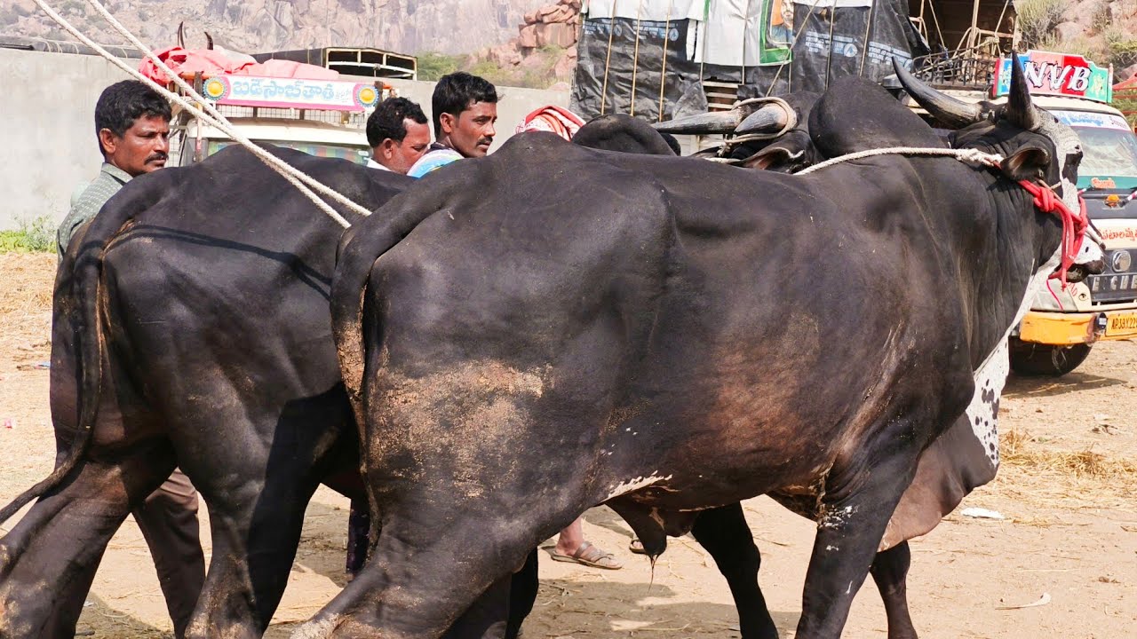 Big size dheshiya Mixed bull's price | Adoni Market video's 2026