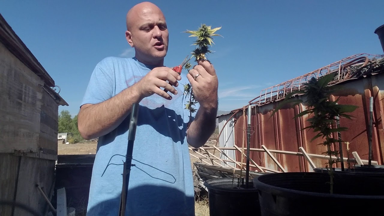 How do buds turn purple(The Smoke Session)