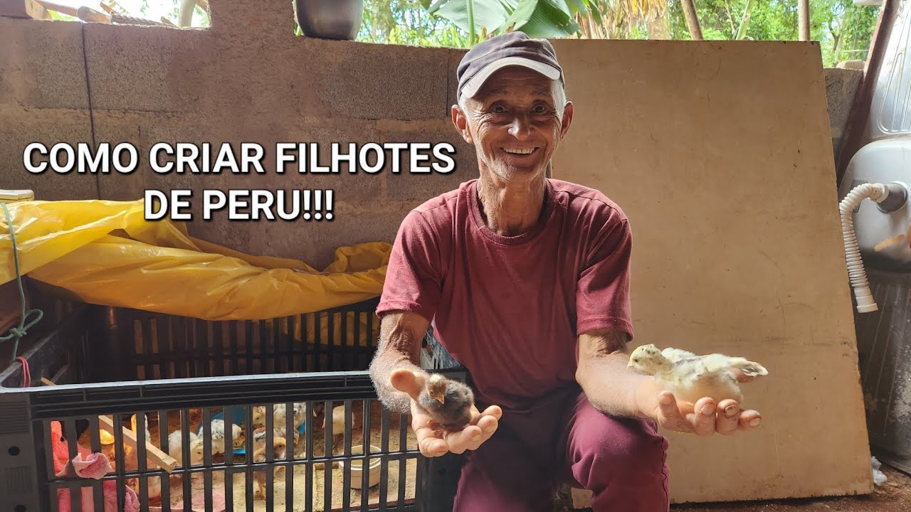 COMO CRIAR FILHOTES DE PERU | INALDO CARDOSO