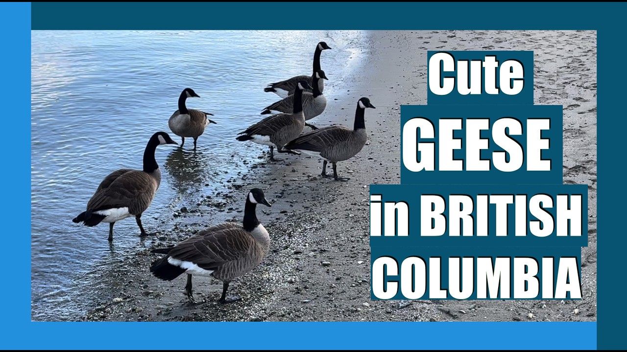 LIFE of Geese #shortvideo