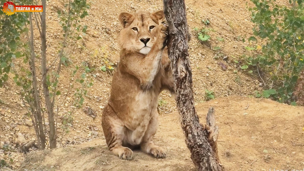 Утро, дождь - бегут кисюни, птенчики пускают слюни 😊 Львы. Тайган. Lions life in Taigan.