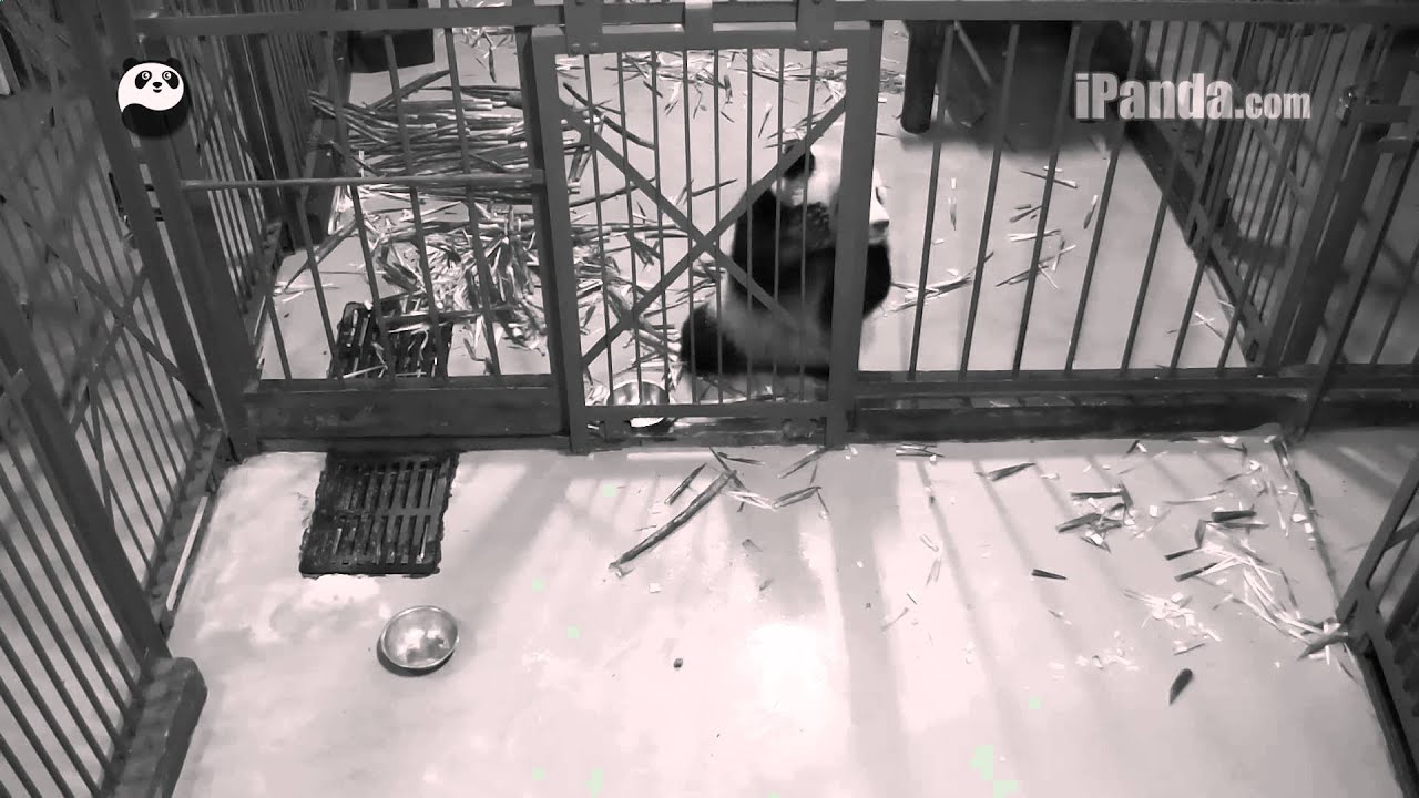 Ao Li Ao gets help opening door