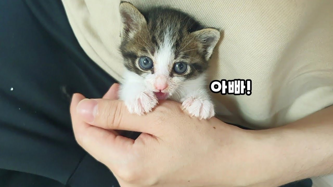 어미 잃은 아기고양이가 집사를 아빠로 받아들이기까지