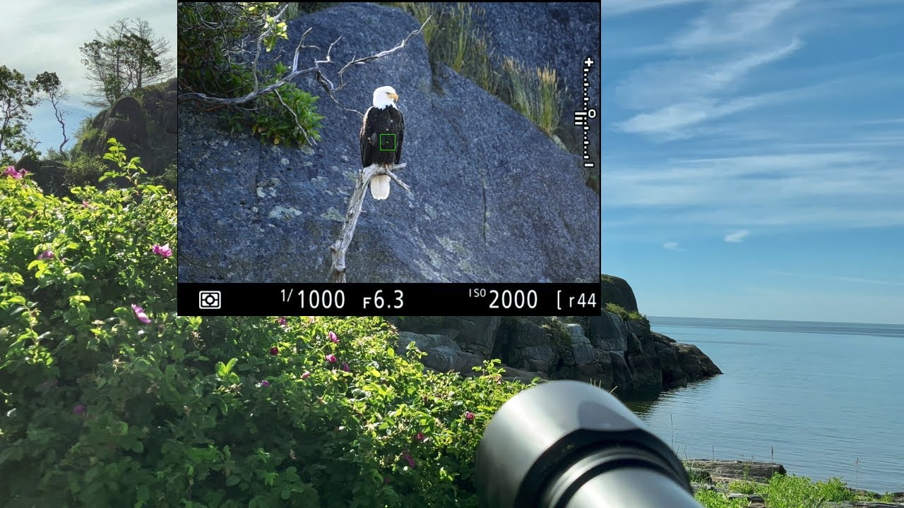 Bird Walk - 020: Using Photography to identify birds... especially the juveniles.