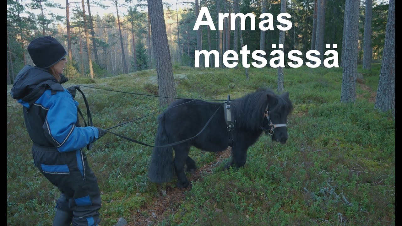 Armas metsässä, ohjasajoa