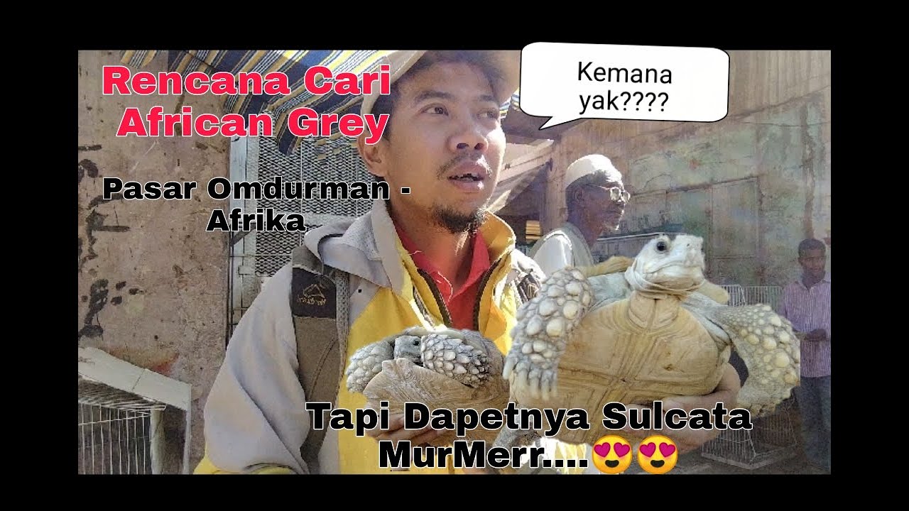 KURA SULCATA Beli Di Pasar Afrika Langsung....