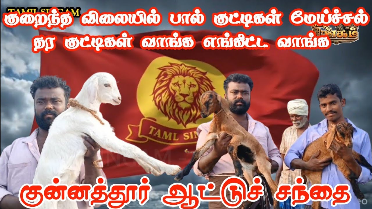 திண்டுக்கல் வியாபாரி முனியப்பன்ரக ரகமாக குட்டிகள் வாங்க குன்னத்தூர் ஆட்டுச் சந்தையில் #tamilsingam 