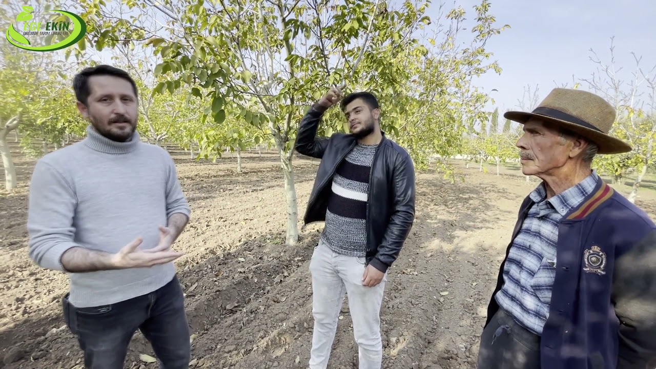 Hem Ceviz Hem de Zeytin Bahçesinde Ormix Plus Kaolin Kili ilk uygulaması!