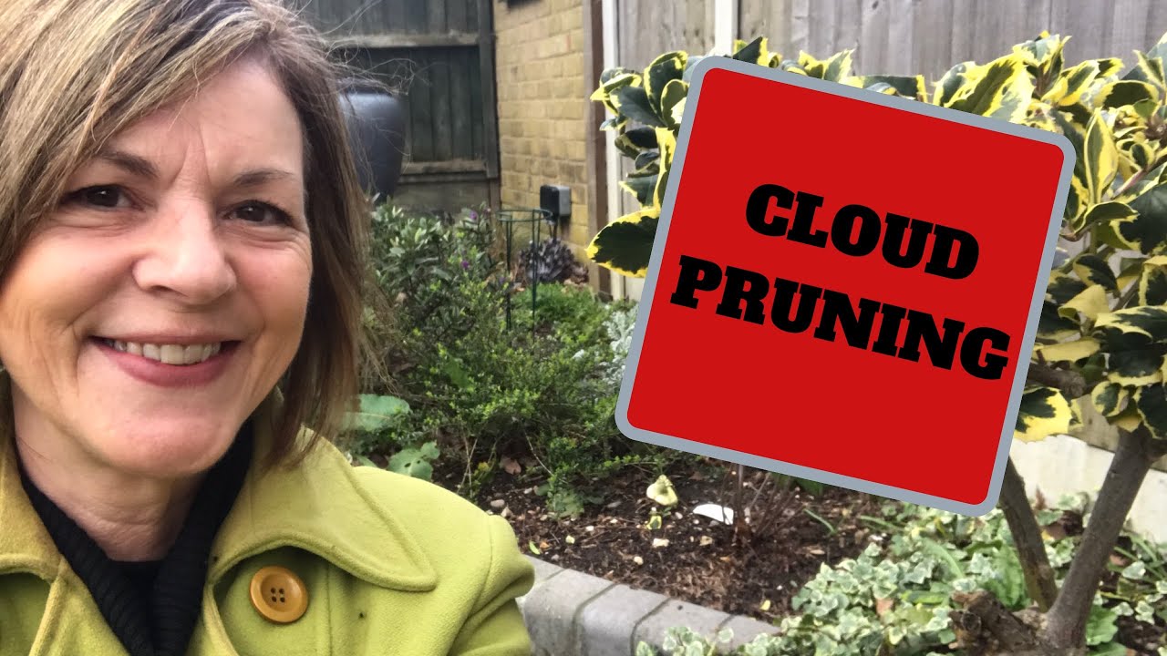 How To Cloud Prune An Ordinary Shrub