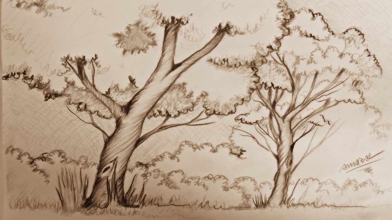 Como Desenhar Arvores