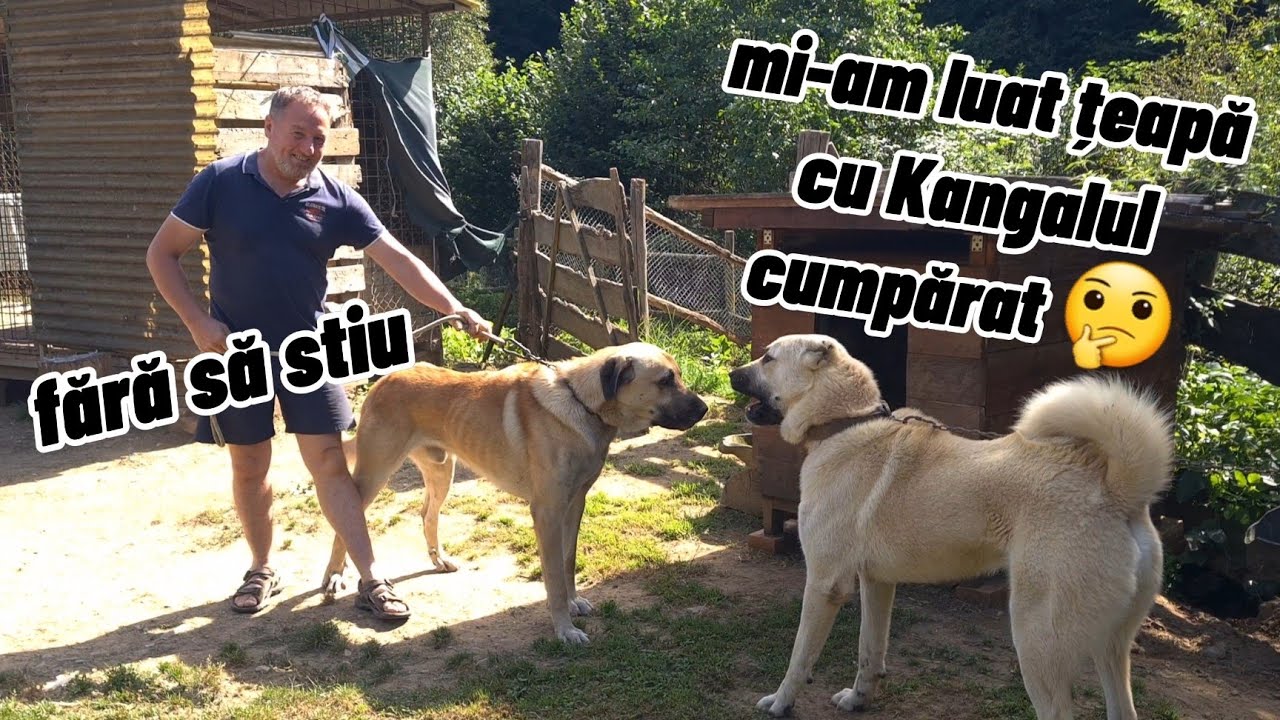 ⛔️ Informații esențiale despre KANGAL ⬅️ cu Dl. Ioan Petrișor