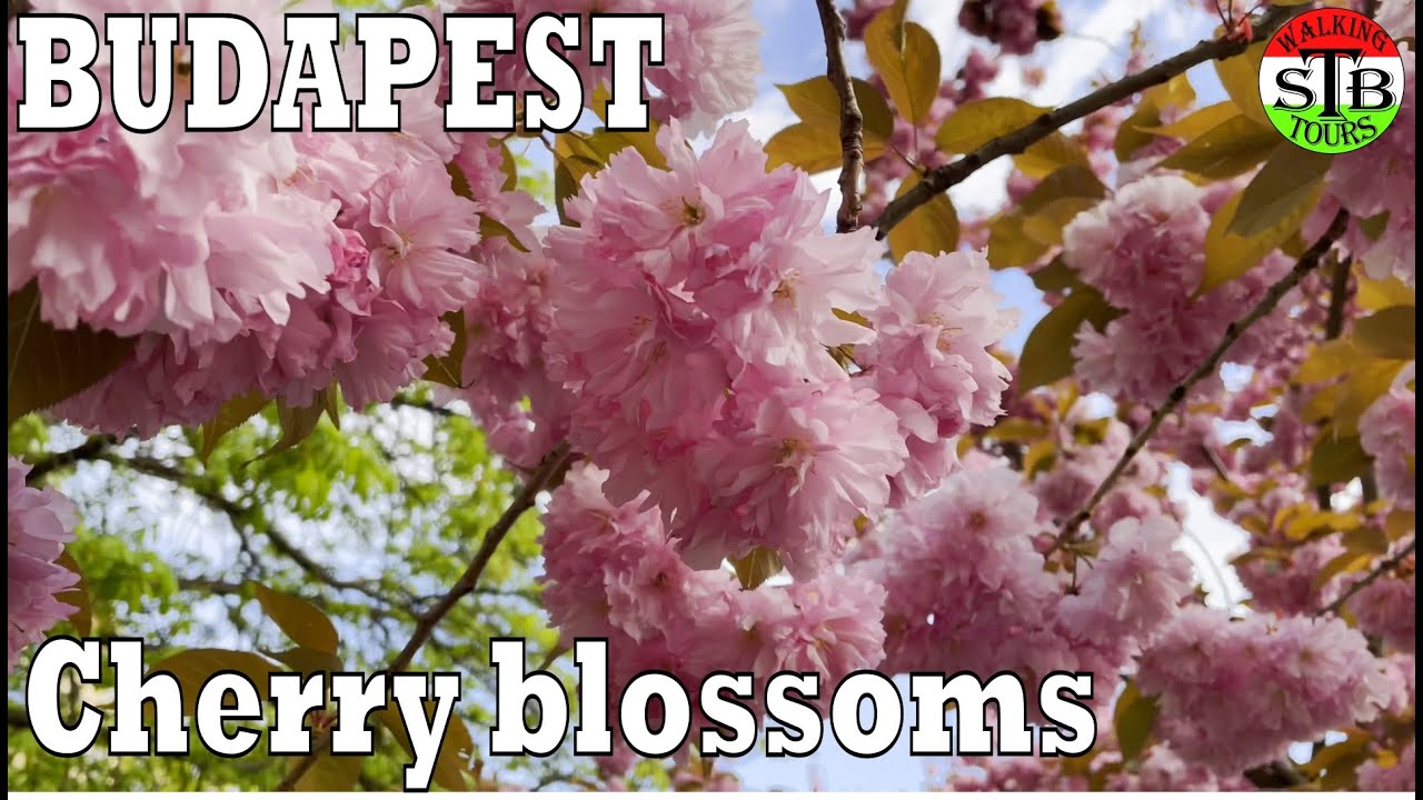 2023 Budapest 🇭🇺 Hungary Cherry Blossoms
