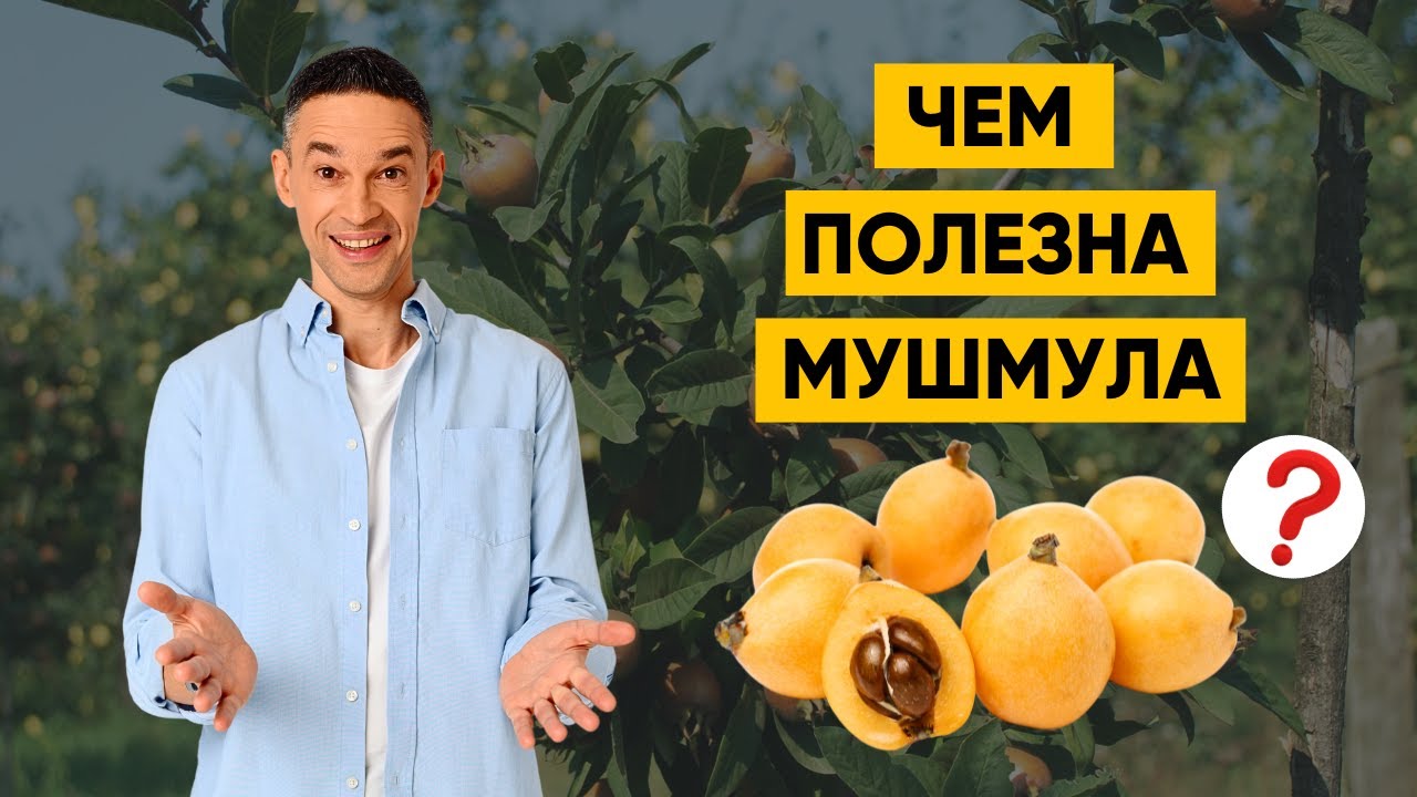 МУШМУЛА | ПОЛЕЗНА ЛИ?