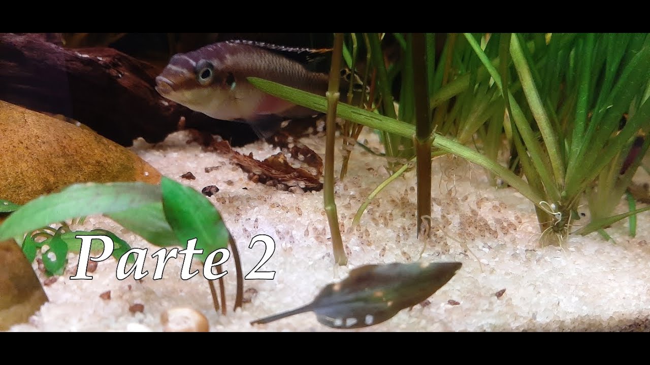 Primeiras semanas de vida dos Kribensis - Parte 2 a semana seguinte
