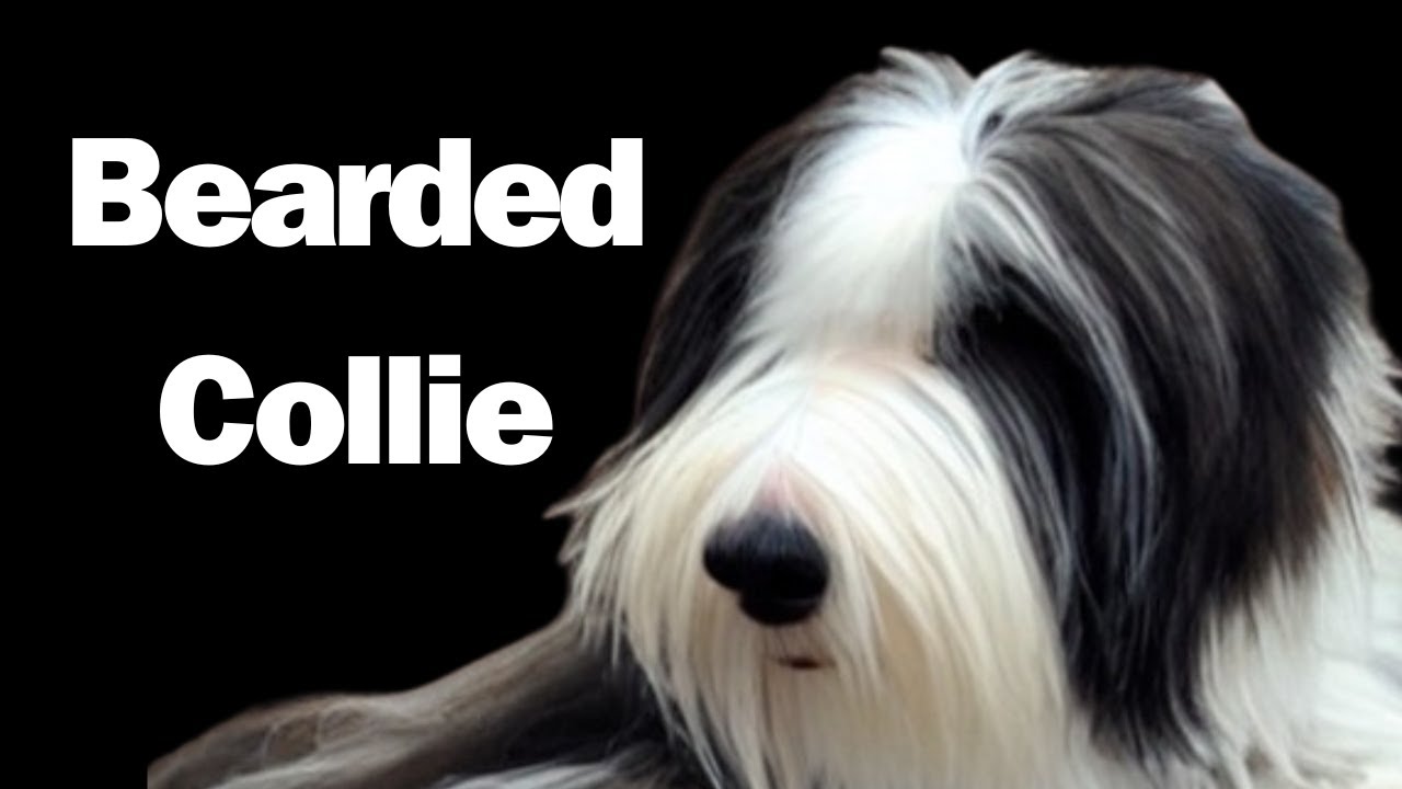 Bearded Collie Get ready to embark on an extraordinary journey into the world of the Bearded Collie