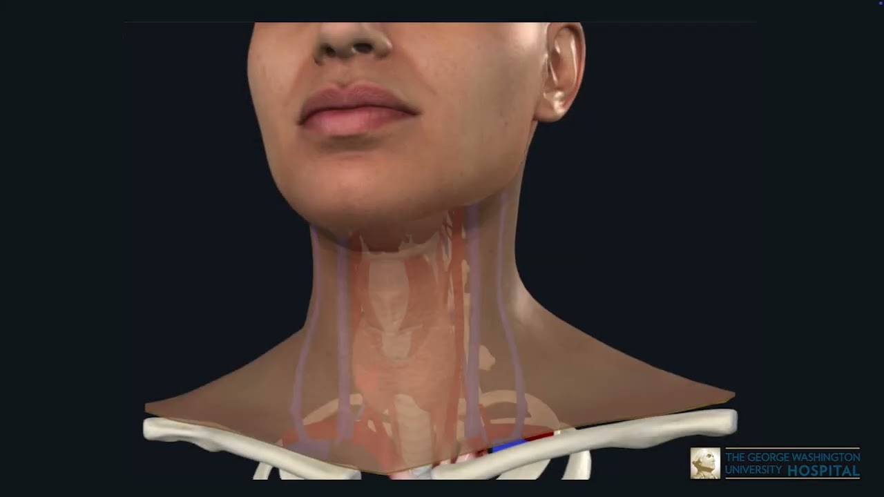 Good Morning Washington Medical Mondays: Thyroid Nodules with Dr. Noureldine