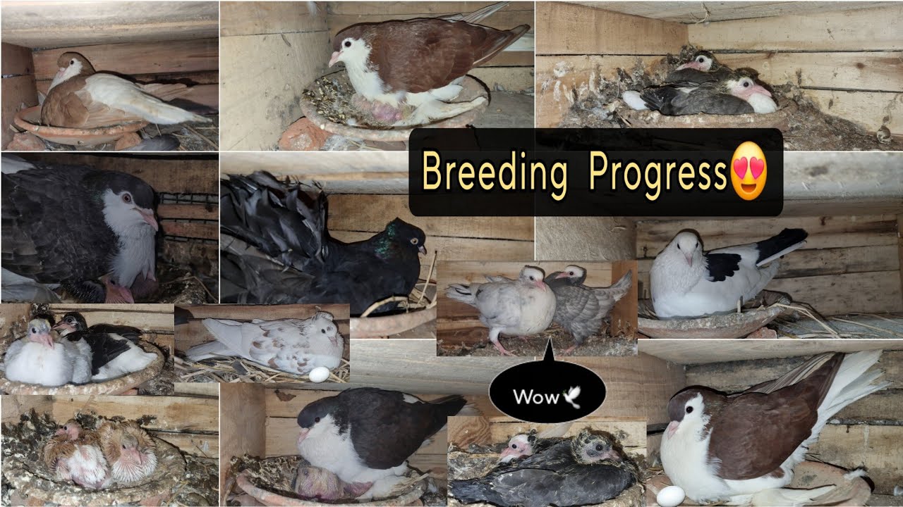 Pigeon 🕊 Breeding Progress 🥵  Winter Season 🥶 Mere Ghar Ke Kabutar ke bacchon ka karlo Shauk 😍