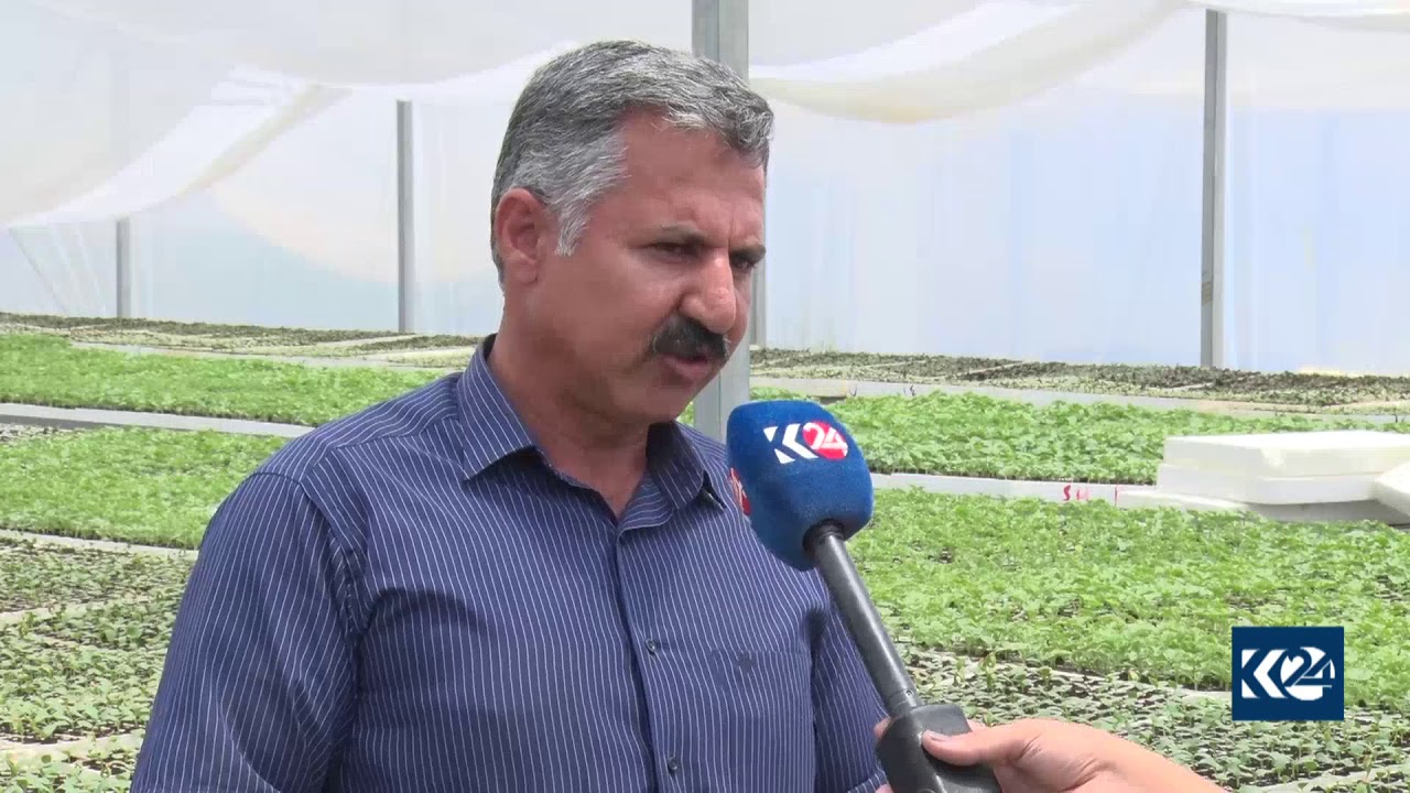 بەرهەمهێنانی تەماتە لە شەتڵگەیەکی پێنجوێن