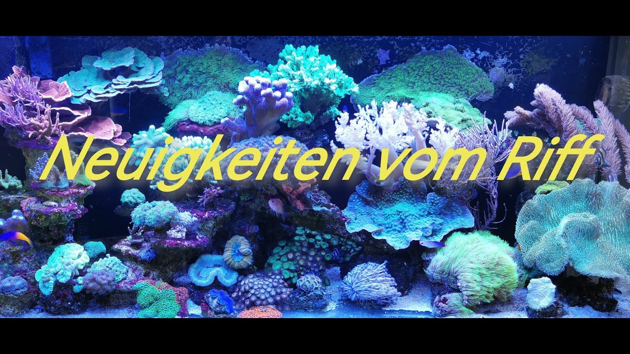 Desaster Im Riffaquarium Chihiros schuld oder ich selbst....???