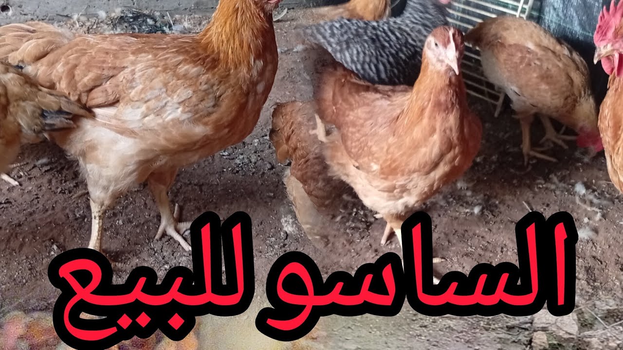 دجاج الساسو للبيع # 0681147510