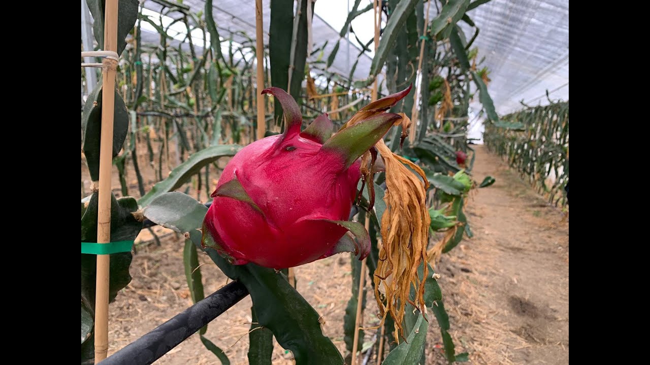 La pitaya comienza a dar sus frutos en Ronda