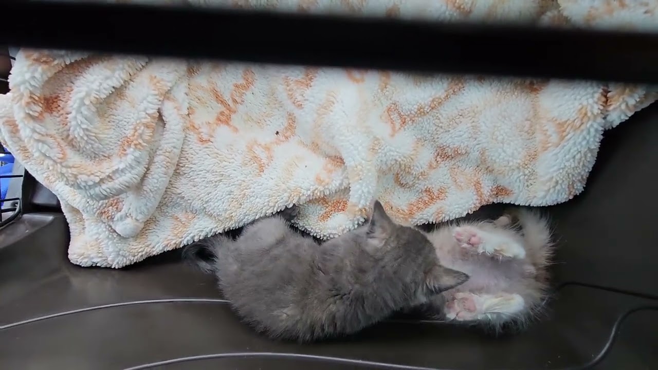 Foster Kittens Oopsie Poopsie & Oddball the Unknowing Battle in Traveling Thunderdome! [REAL]
