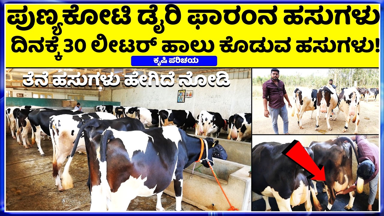 Call-7676862969 || ​Punyakoti Dairy Farm Kolar Bangarpet || ಹೈನುಗಾರಿಕೆ ಅಲ್ಲ, ಇದು ರೈತರ ಲೈಫ್‌ಸ್ಟೈಲ್
