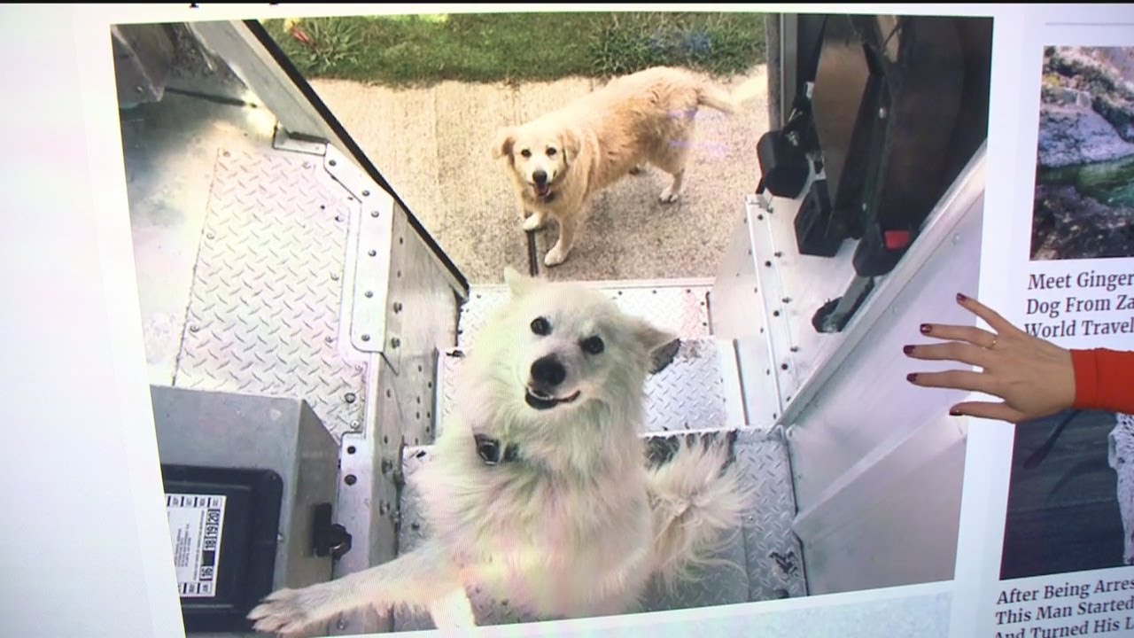 Kinsey&rsquo;s Corner: UPS Dogs