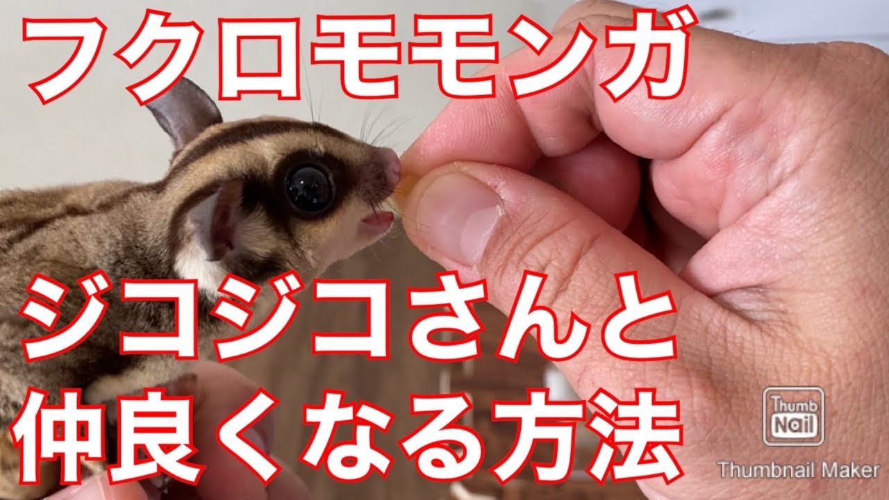 【フクロモモンガ】ジコジコ鳴くフクモモと仲良くなる方法